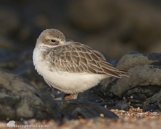 NZ Dotterel- Waitangi