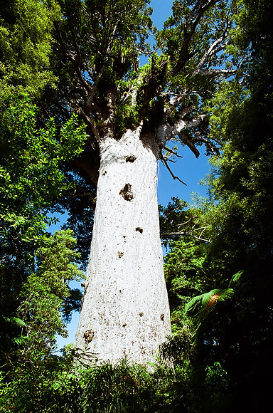 Tane Mahuta