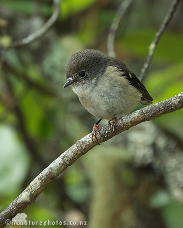 Female Miromiro