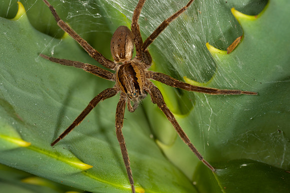 Female Nurseryweb spider