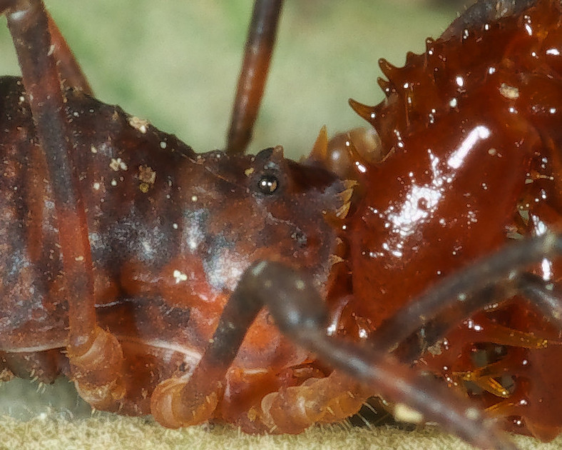 Opilionide NZ Nature Photos | Harvestmen (Opilionids)