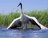 Red Crowned Crane