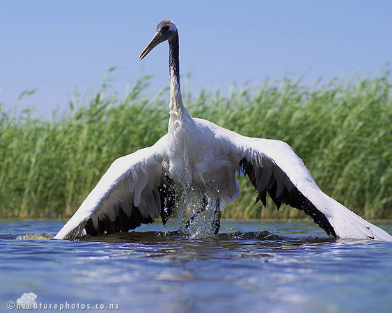 Red Crowned Crane