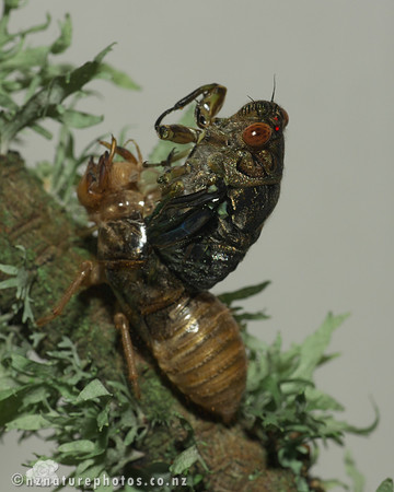 Clapping Cicada