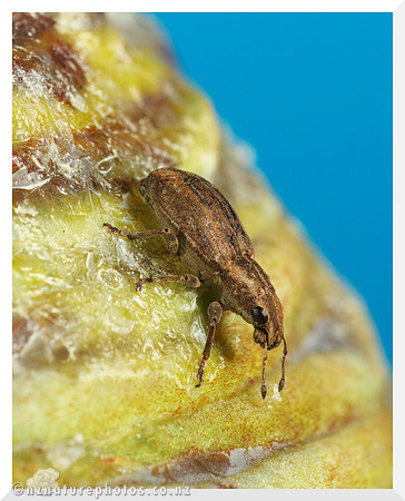 Weevil