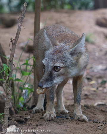 Corsac Fox
