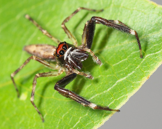 Long-legged Jumping Spider