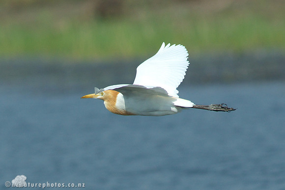 Cattle Egret