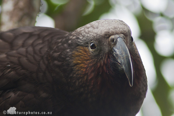 Kaka
