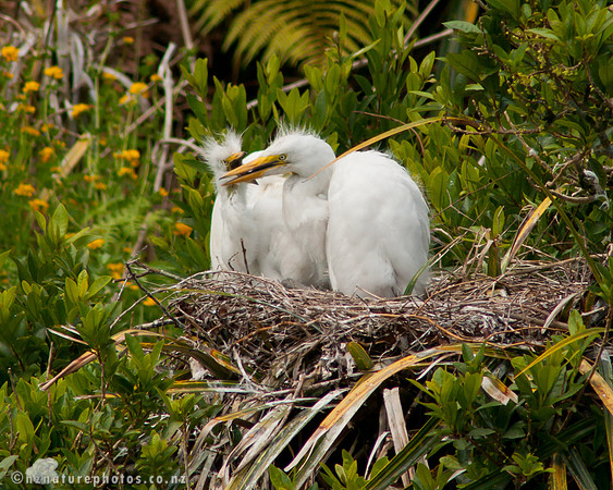 Kotuku