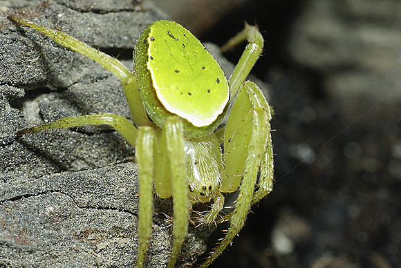 #2 Green Orb-Web Spider