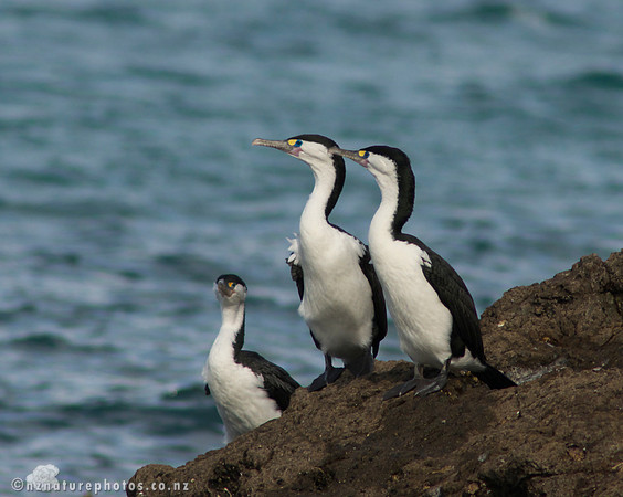 Pied Shag- Urupukapuka Island