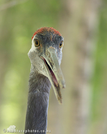 Red Crowned Crane