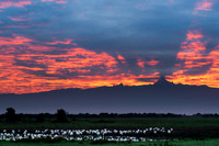 Ibis in a Kenyan Sunrise