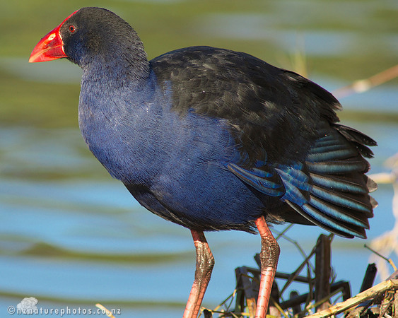 Pukeko