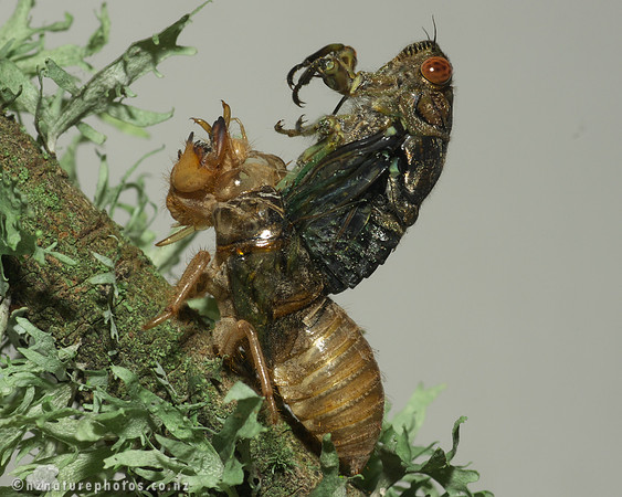 Clapping Cicada