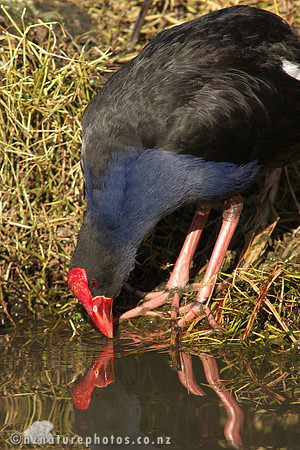 Pukeko