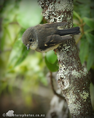 Female Miromiro