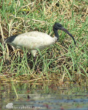 Australasian White Ibis