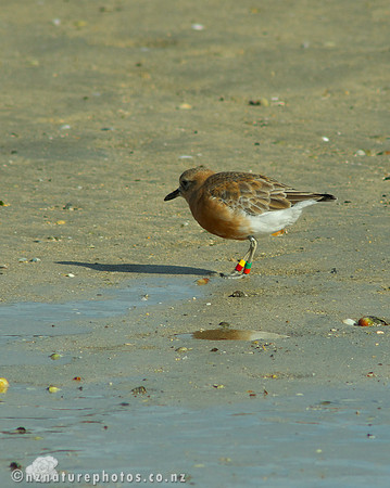 NZ Dotterel- Urupukapuka Island