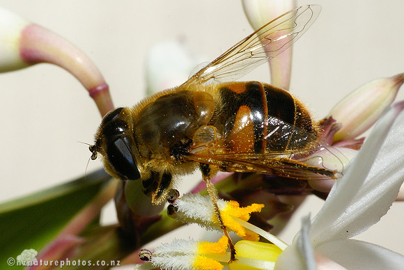 Hoverfly #3