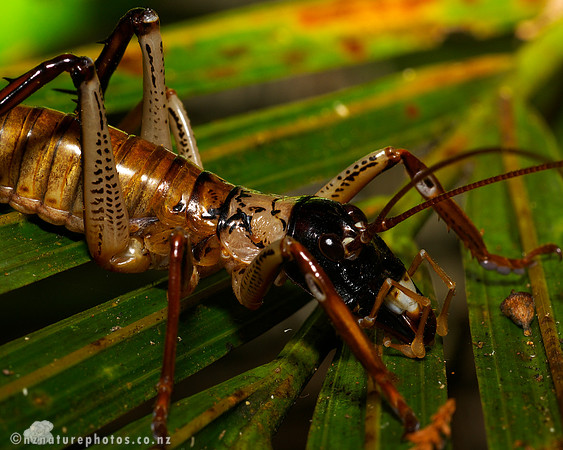 #1 Male Bush Weta