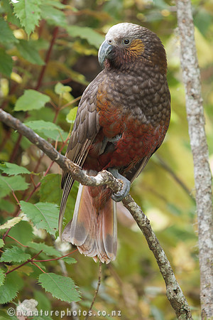 Kaka