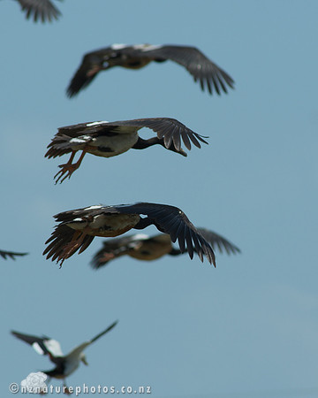 Magpie Goose