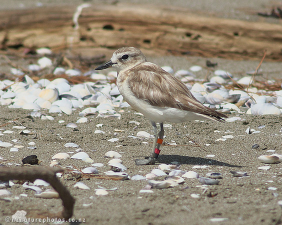 NZ Dotterel- Waiheke Island