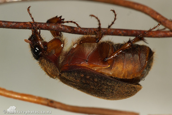 Yellowspoted chafer