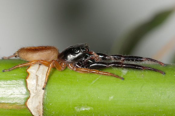 Trite planiceps
