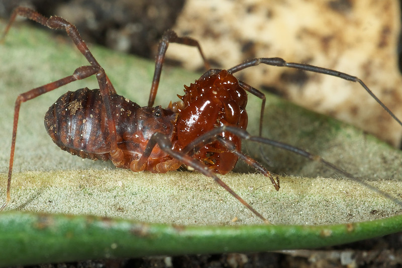 NZ Nature Photos | Harvestmen (Opilionids)