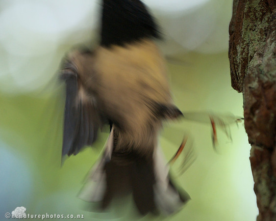Male Miromiro