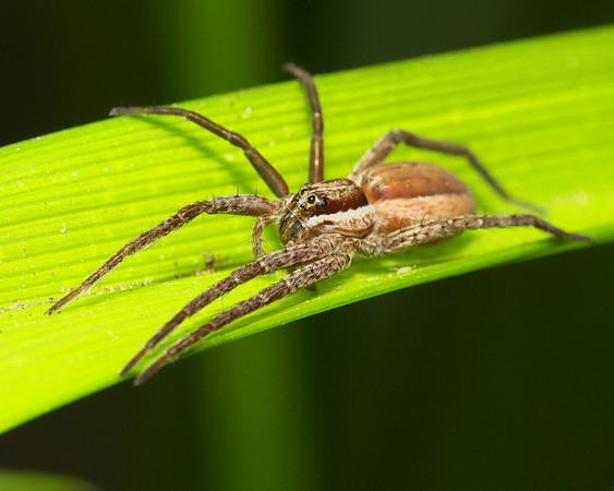 Nursery Web Spider