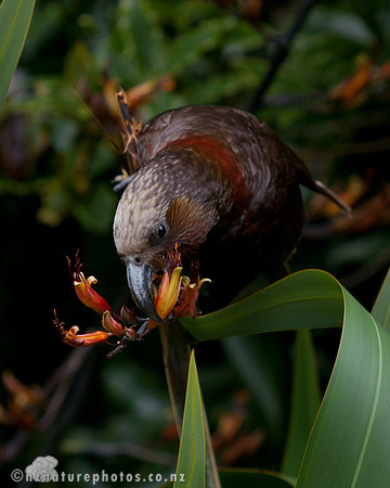Kaka