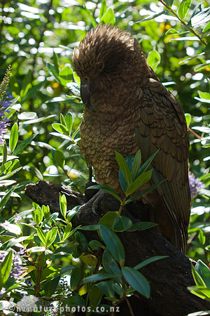 Kea