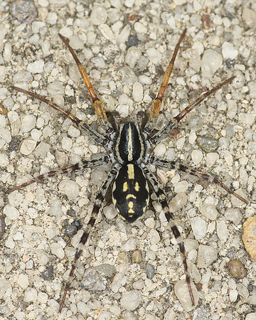 Fleet-footed Spider