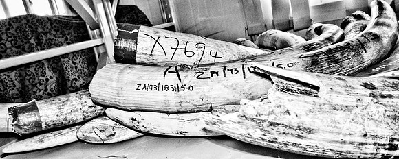 Figure- South African Tusks