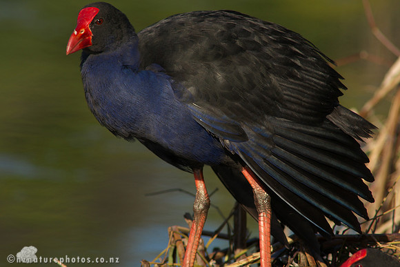 Pukeko