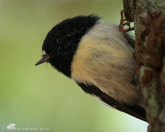 Male Miromiro
