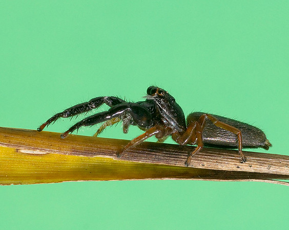 Trite planiceps