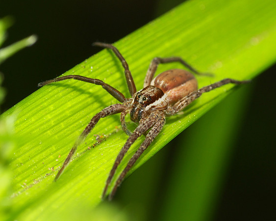 Nursery Web Spider