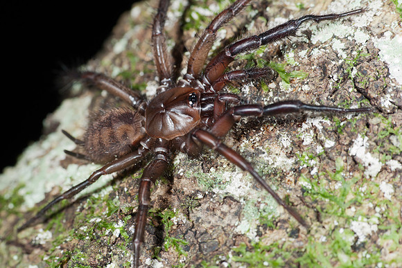 Tunnelweb