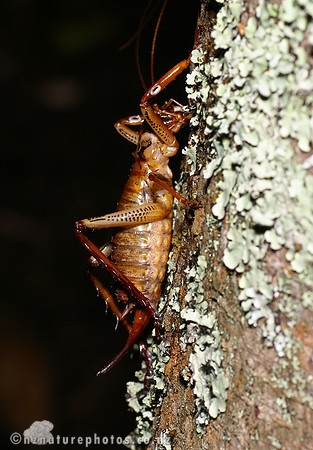 #3 Female Bush Weta