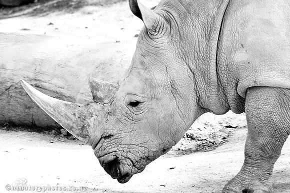 White Rhino