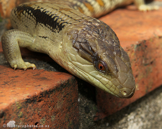Blue Tongued Skink