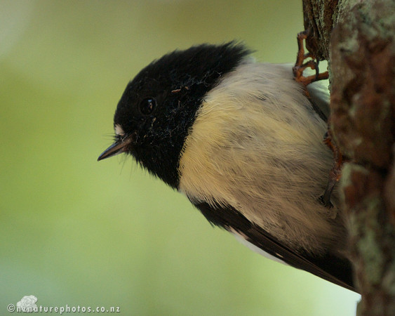 Male Miromiro