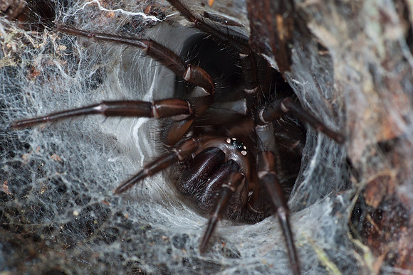 Tunnelweb