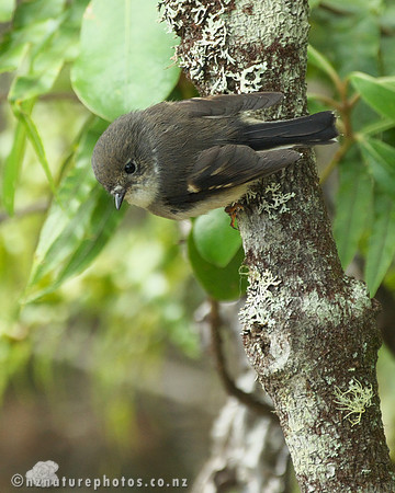 Female Miromiro