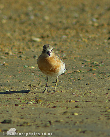 NZ Dotterel- Urupukapuka Island